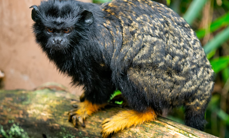 Khỉ Tamarin tay vàng