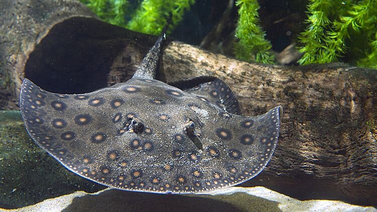 Cá đuối nước ngọt