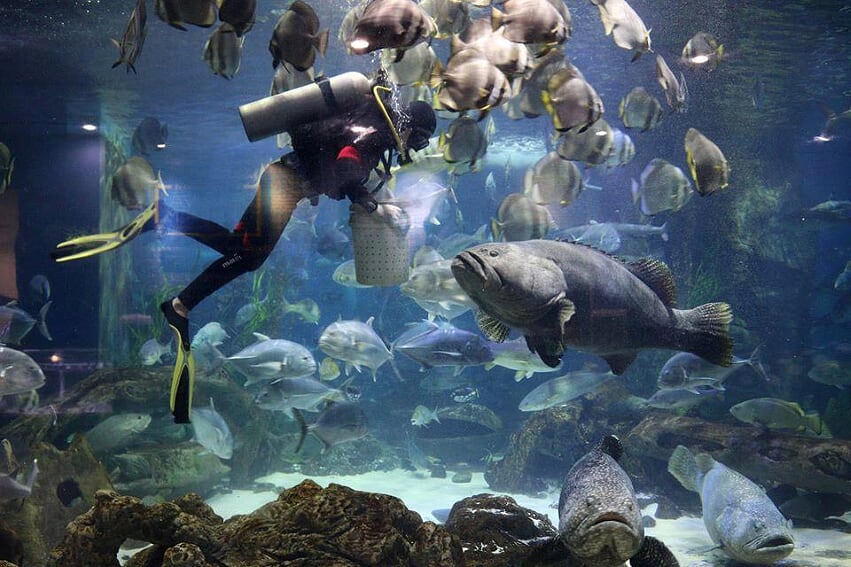 Chương trình cho cá ăn