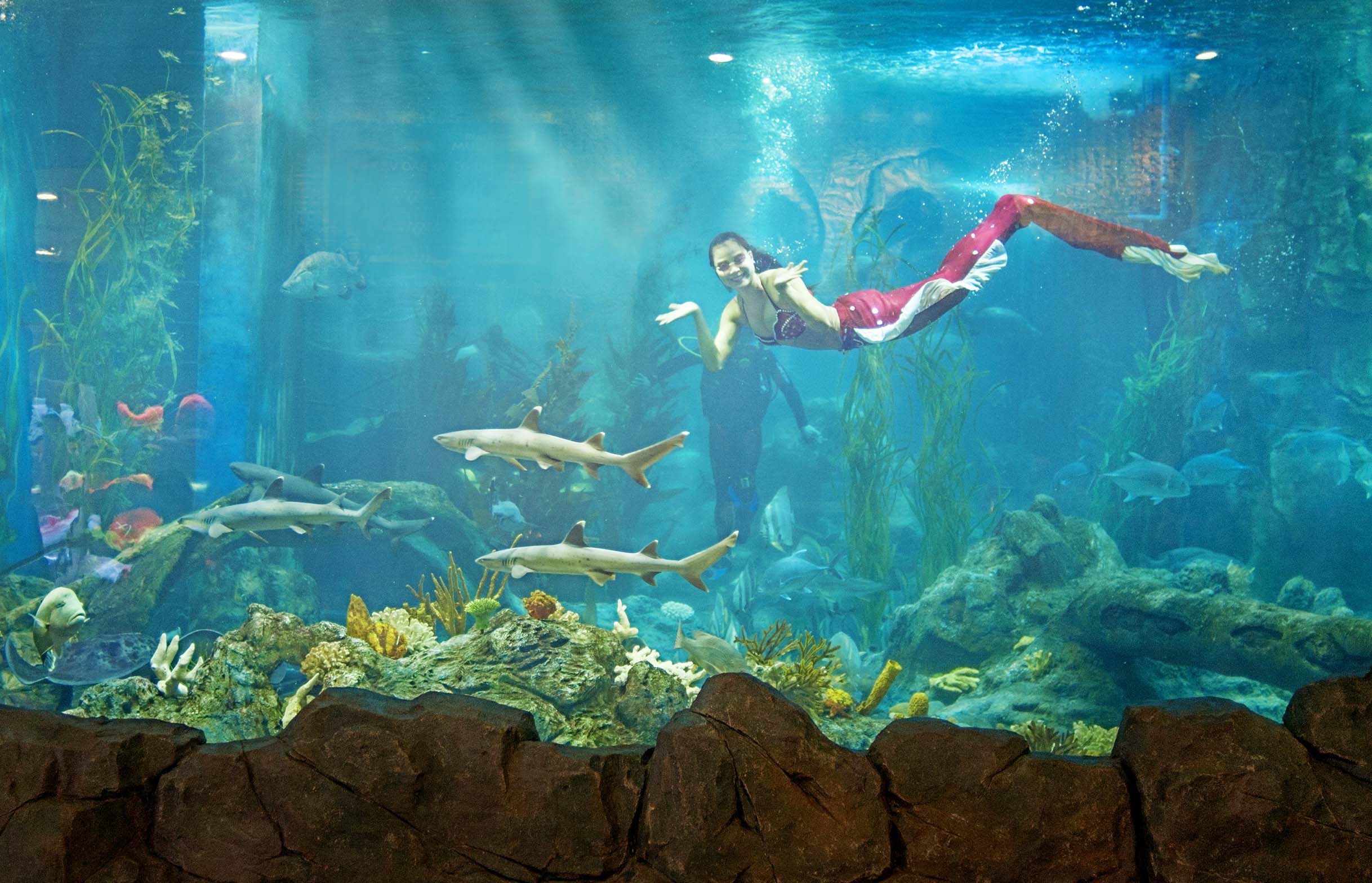 Show nàng tiên cá