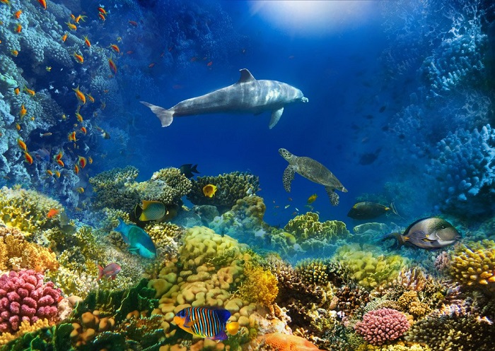 Du lịch Vinpearl Nha Trang 1 ngày du-lich-vinpearl-nha-trang-1-ngay-5