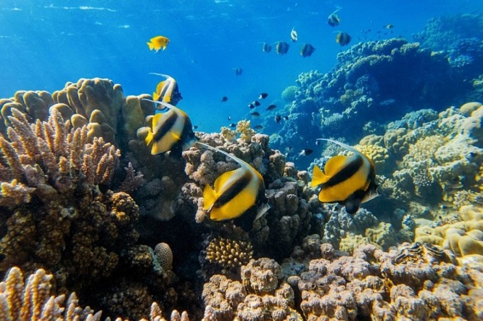 tàu ngầm Vinpearl Nha Trang tau-ngam-vinpearl-nha-trang-02