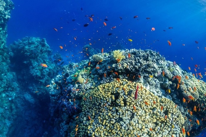 tàu ngầm Vinpearl Nha Trang tau-ngam-vinpearl-nha-trang-06