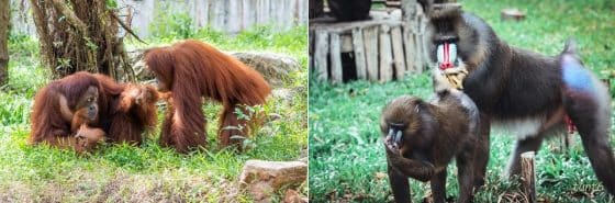 Gặp gỡ những gương mặt hiếm hoi tại Vinpearl Safari