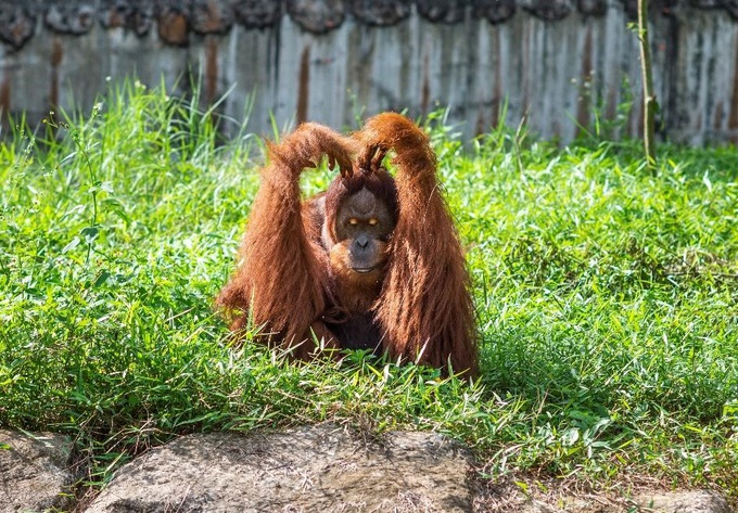 Gặp gỡ những gương mặt hiếm hoi tại Vinpearl Safari