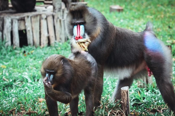 Gặp gỡ những gương mặt hiếm hoi tại Vinpearl Safari