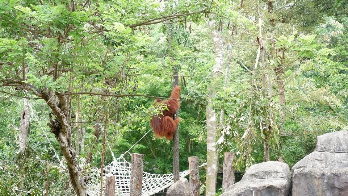 Hành trình đưa cặp đười ươi Sumatra đến Vinpearl Safari