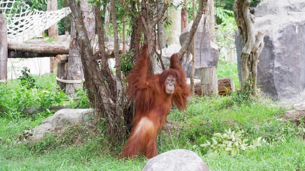 Hành trình đưa cặp đười ươi Sumatra đến Vinpearl Safari