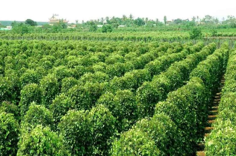 Vườn tiêu Phú Quốc Vườn tiêu Phú Quốc
