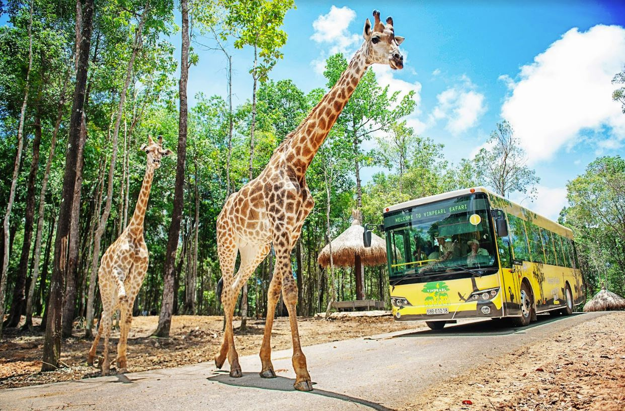 Hươu cao cổ Hươu cao cổ - những người bạn cao to đầy thân thiện tại Vinpearl Safari Phú Quốc
