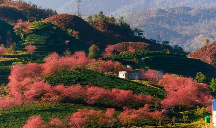 Mùa hoa anh đào đẹp mê mẩn ở Sapa