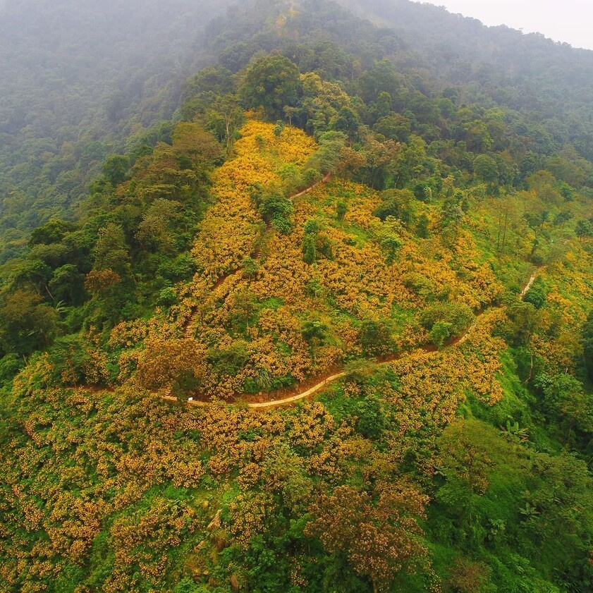 Mùa dã quỳ nở rộ vàng rực 