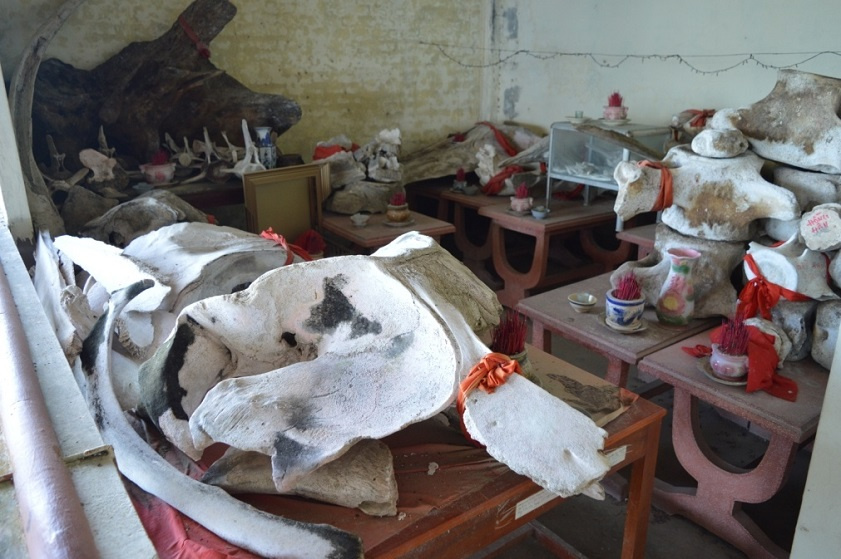 Nhiều quách xương cốt cá Ông