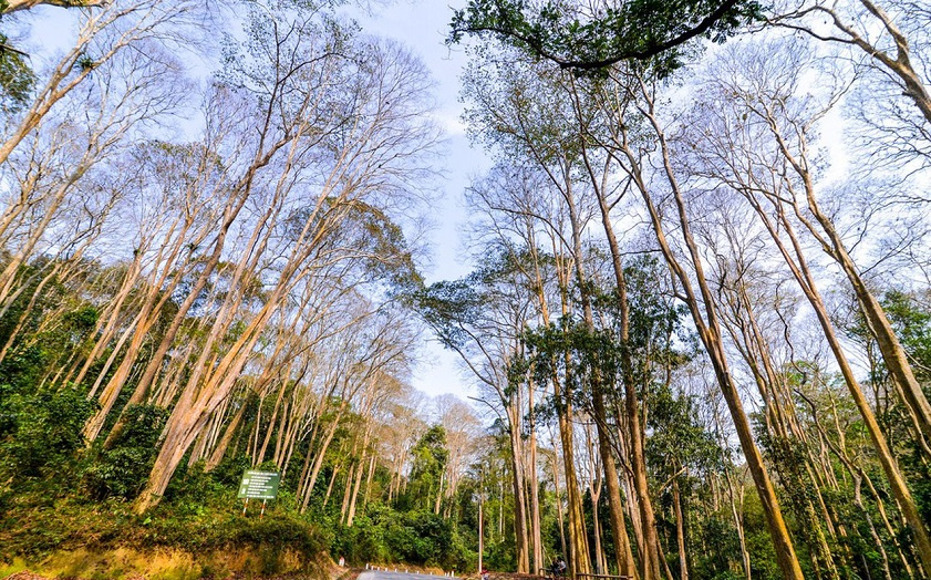 Rừng săng lẻ tuyệt đẹp những ngày tháng 10