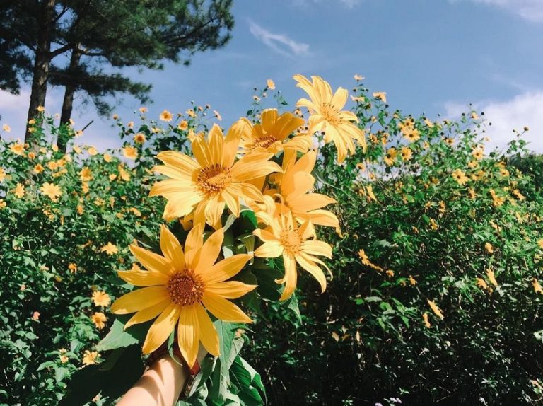 Flowers of Vietnam An updated guide for romantic travellers