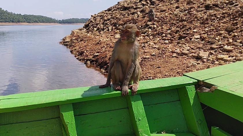 Đảo Khỉ là hòn đảo nổi bật nhất ở hồ Phú Ninh