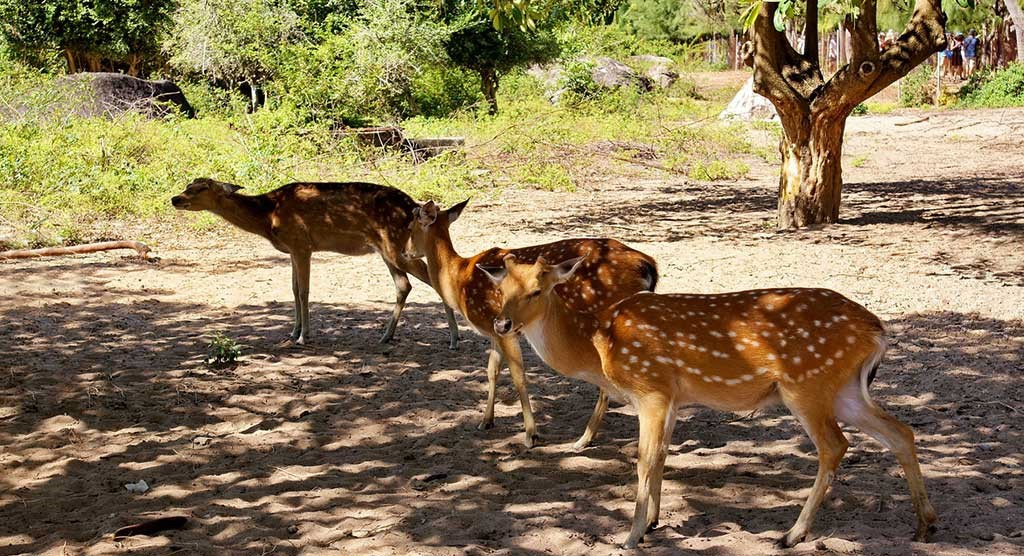 Những chú nai trên đảo Hòn Thị