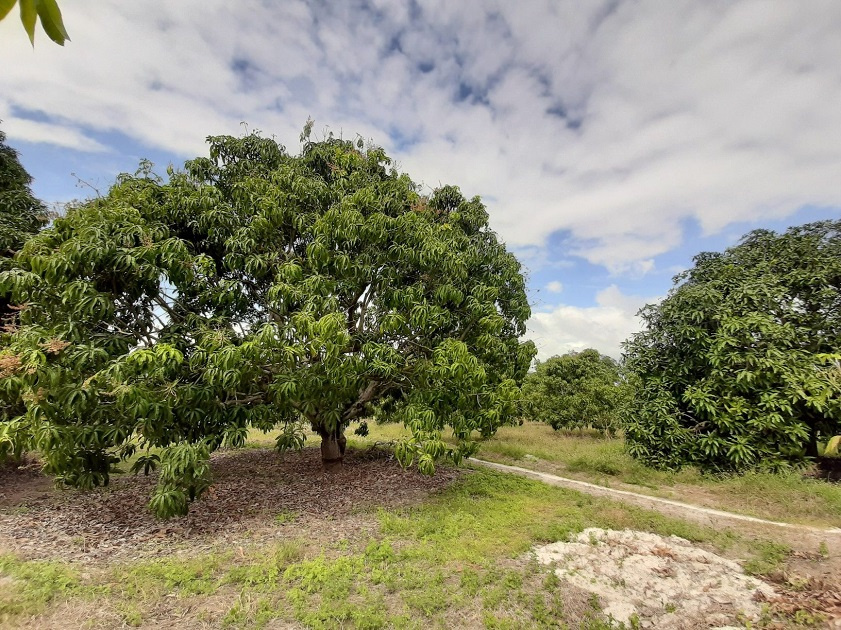 Vườn xoài trên đảo