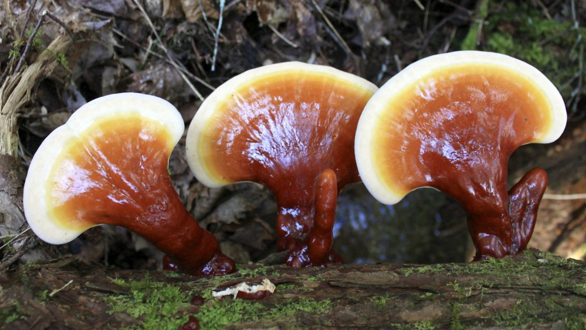 Công dụng của nấm lim xanh Quảng Nam