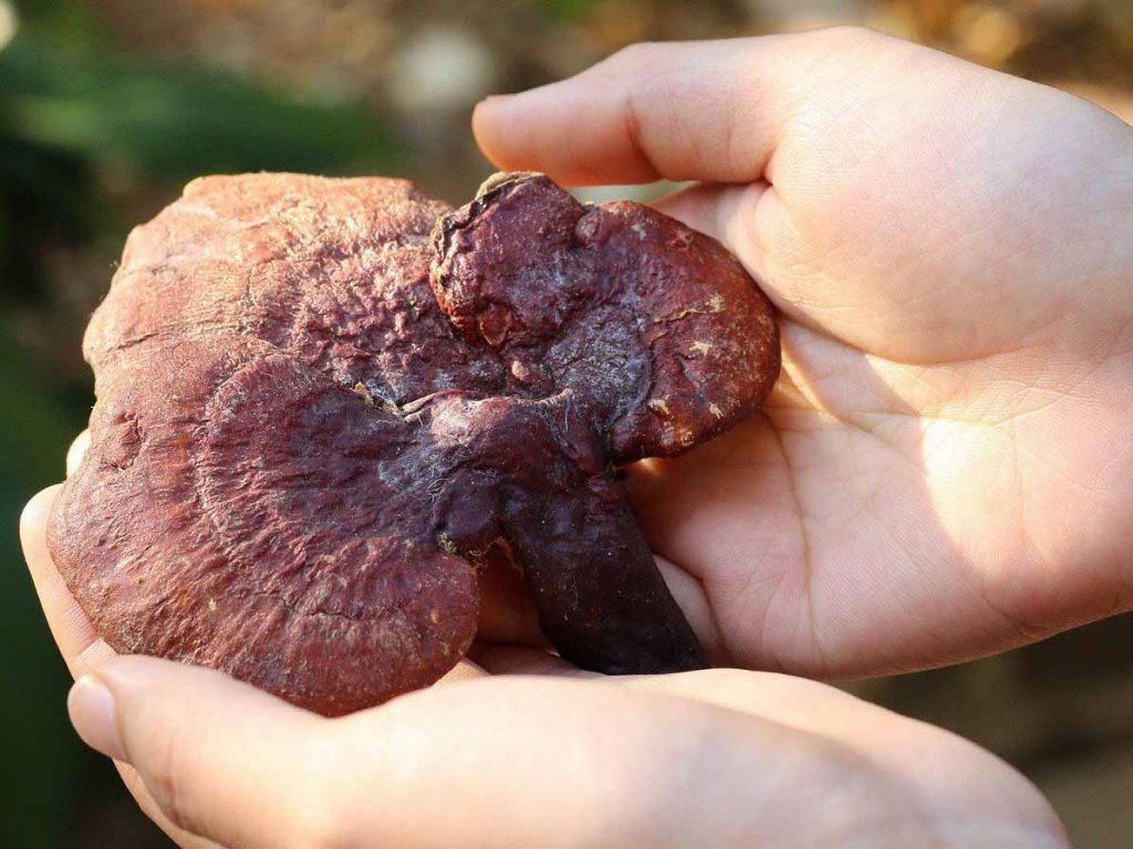 tham khảo ý kiến bác sĩ trước khi sử dụng