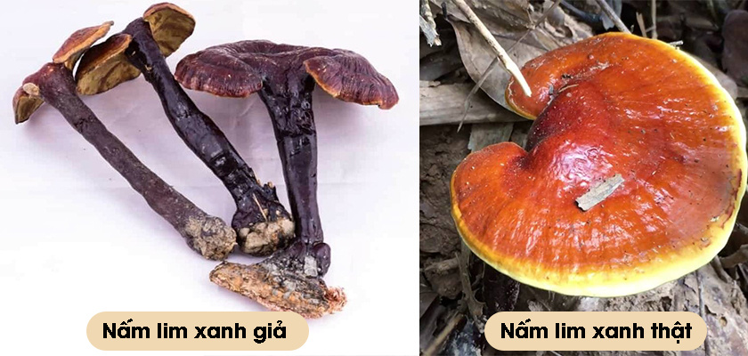 Sự khác biệt giữa nấm thật và giả