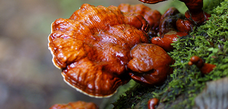 Nấm lim xanh Quảng Nam: Công dụng, nơi mua & cách phân biệt thật giả