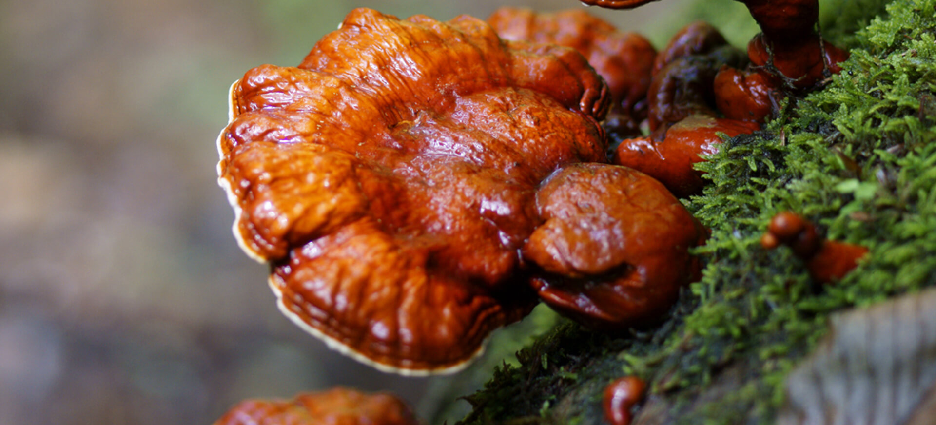 Nấm lim xanh Quảng Nam