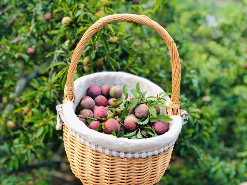 Những trái mận căng mọng