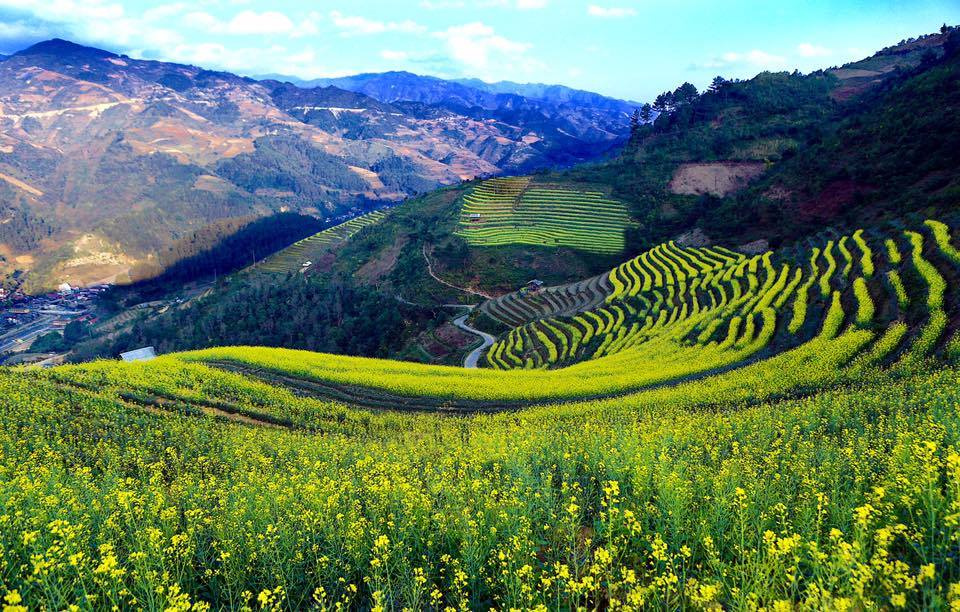 hoa đua nhau khoe sắc ở Mù Cang Chải