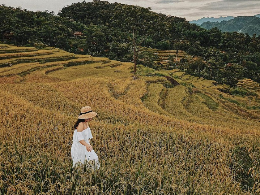 Pù Luông mùa lúa chín