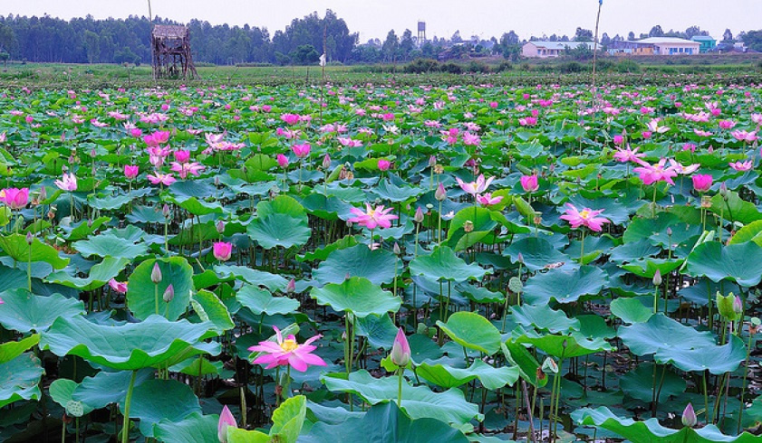 Cánh đồng sen hồng ở Đồng Tháp