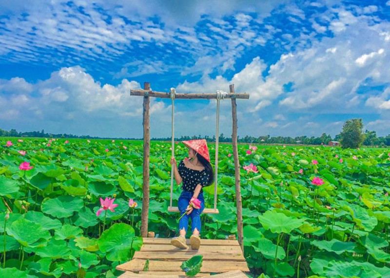 Đồng sen Tháp Mười