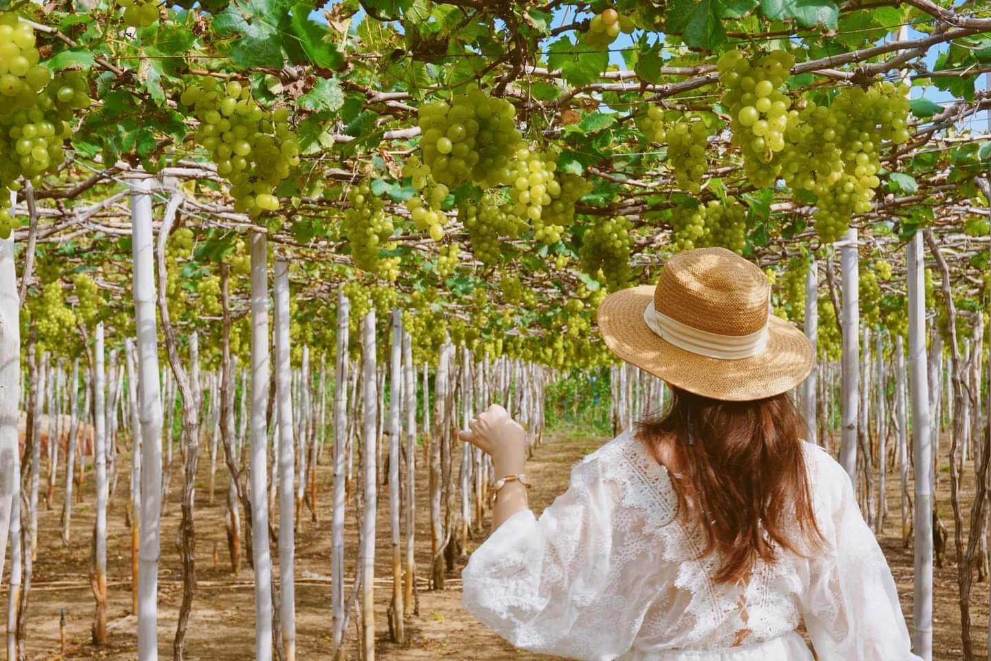 Du lịch nông nghiệp Tham quan vườn nho rộng lớn tại Ninh Thuận