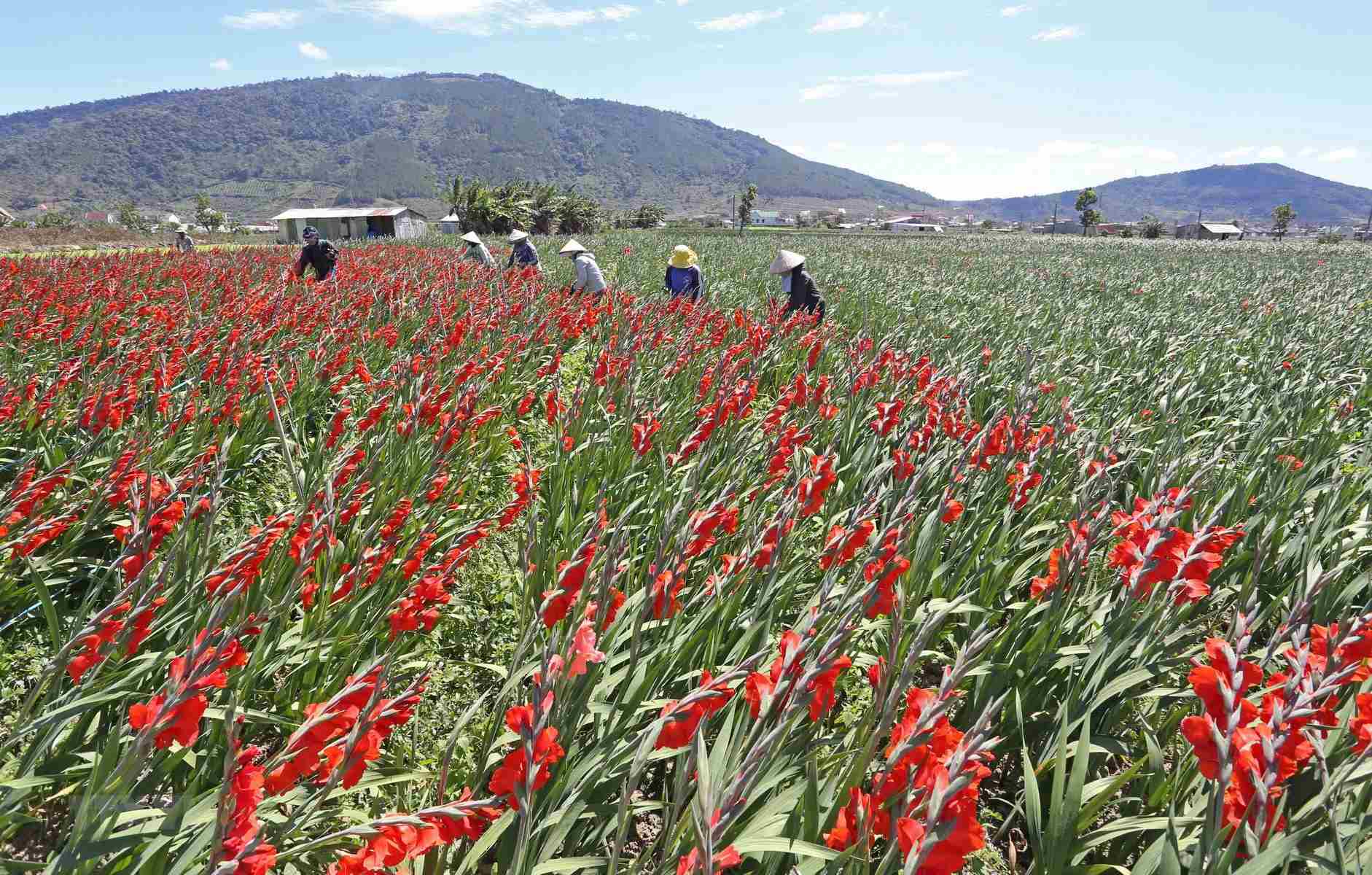 Du lịch nông nghiệp Du lịch nông nghiệp Đà Lạt