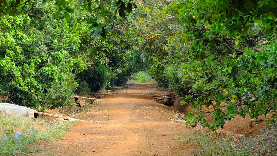 Du lịch nông nghiệp Du lịch vườn điều Bình Phước