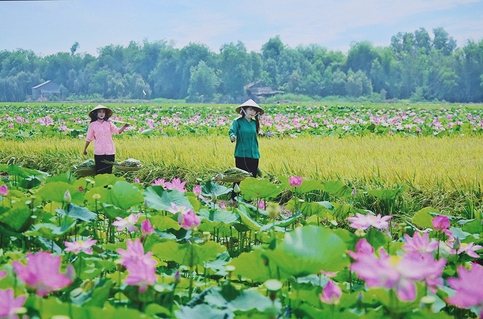 Du lịch nông nghiệp Du lịch cánh đồng sen Đồng Tháp