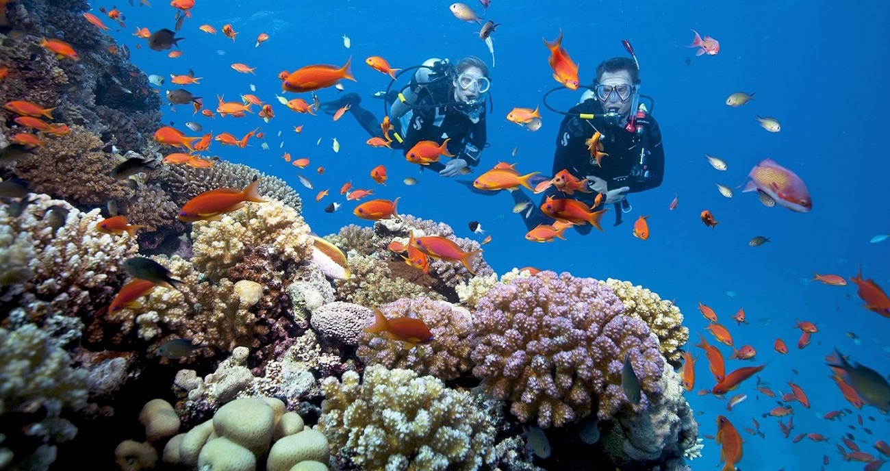 Trải nghiệm lặn ngắm san hô thú vị
