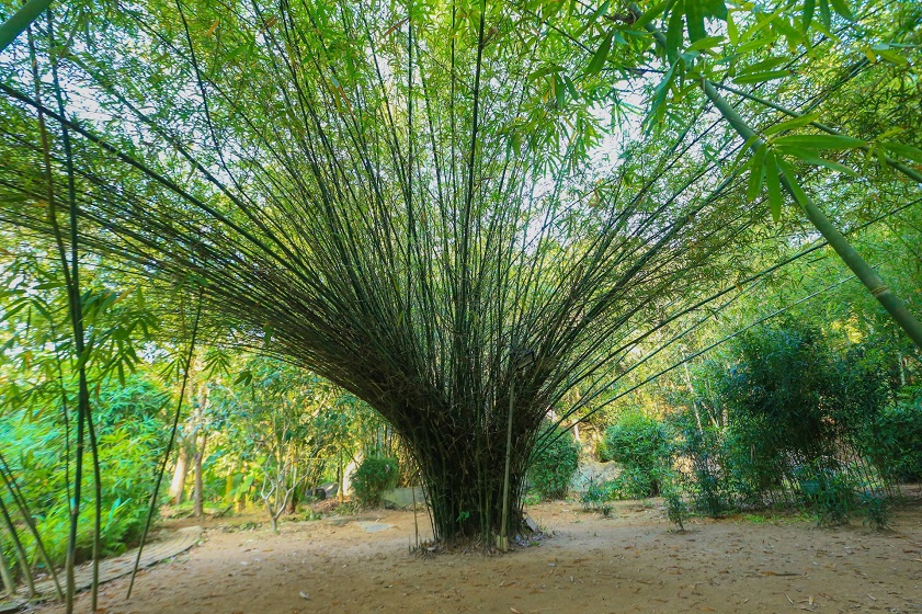 Khung cảnh yên bình, xanh mát ở Sơn Trà Tịnh Viên