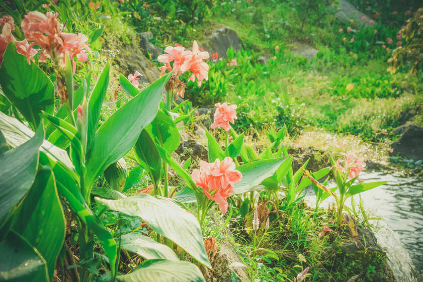 Những đóa hoa khoe sắc nở rộ dọc con suối