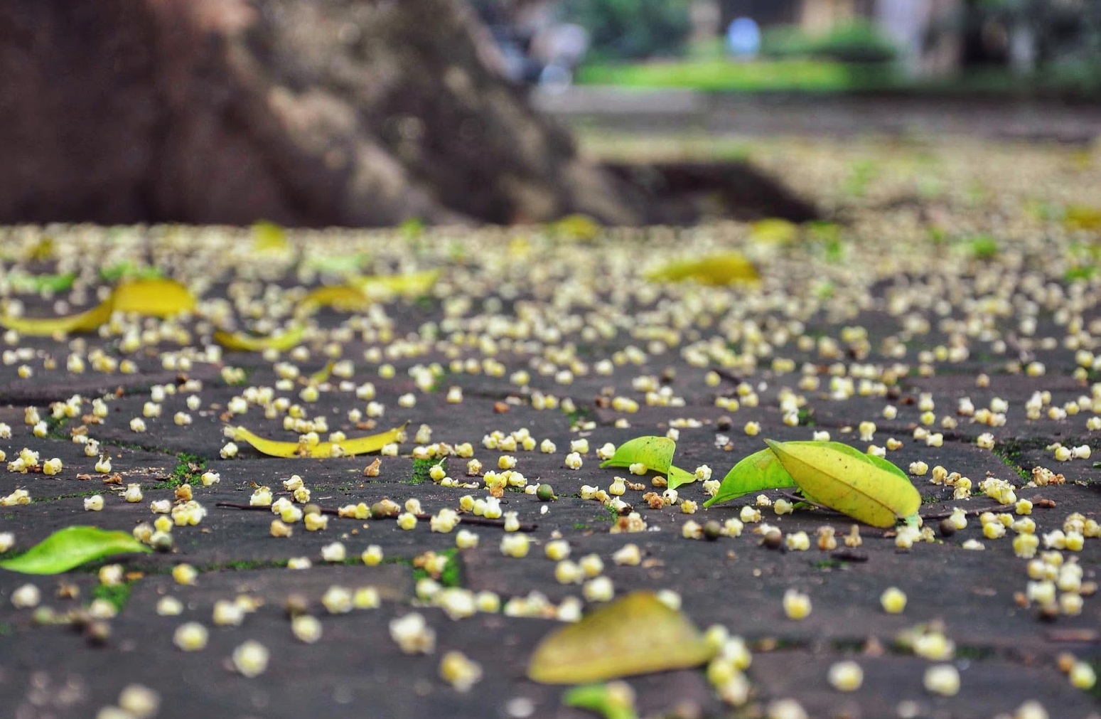 hoa sấu rụng trắng đường phố Thủ đô