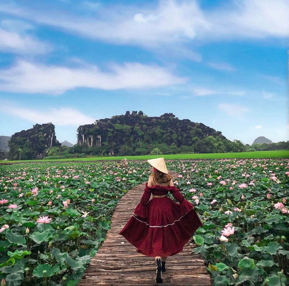 Mùa hoa súng tím tháng 7 mộng mơ ở Ninh Bình