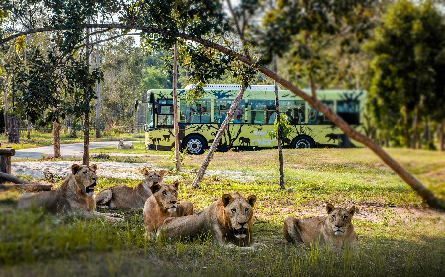 Khám phá thiên nhiên hoang dã trên chuyến xe bus “nhốt người thả thú” của Vinpearl Safari Phú Quốc