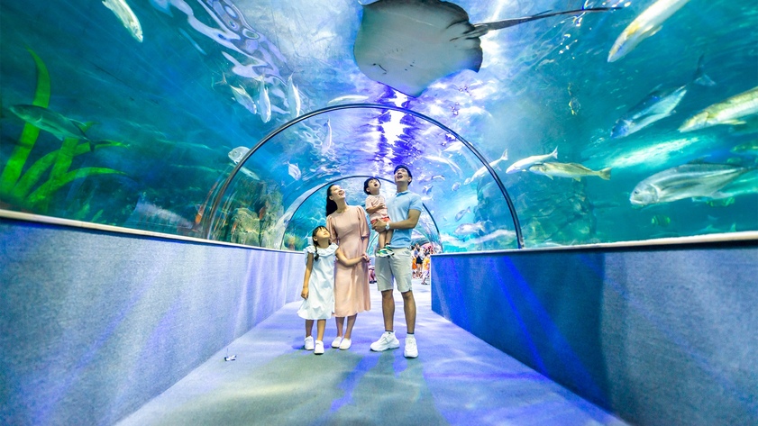 Ghé thăm Thủy cung Times City khám phá đại dương thu nhỏ giữa lòng Hà Nội 