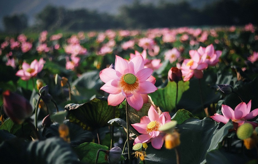 Vietnam national flower