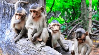 Monkey Island: Explore mangrove forests with unique experiences