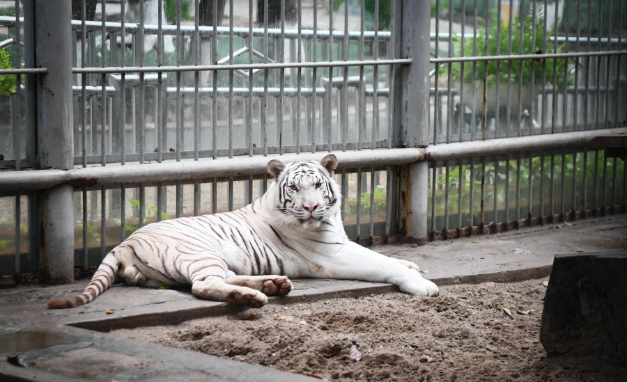 Công viên Thủ Lệ - Vườn thú nổi tiếng ở Hà Nội