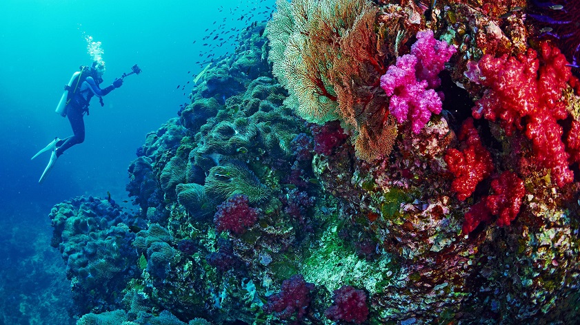 Cham Island scuba diving is an exciting activity