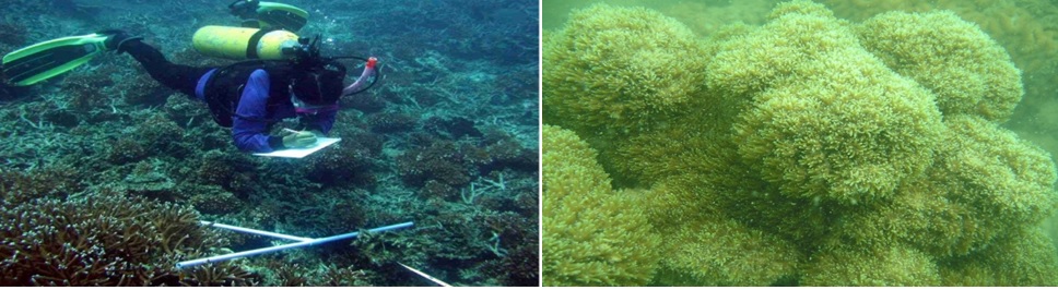 Ha Long Bay map Cong Do Lagoon Ecological Area has rich biodiversity