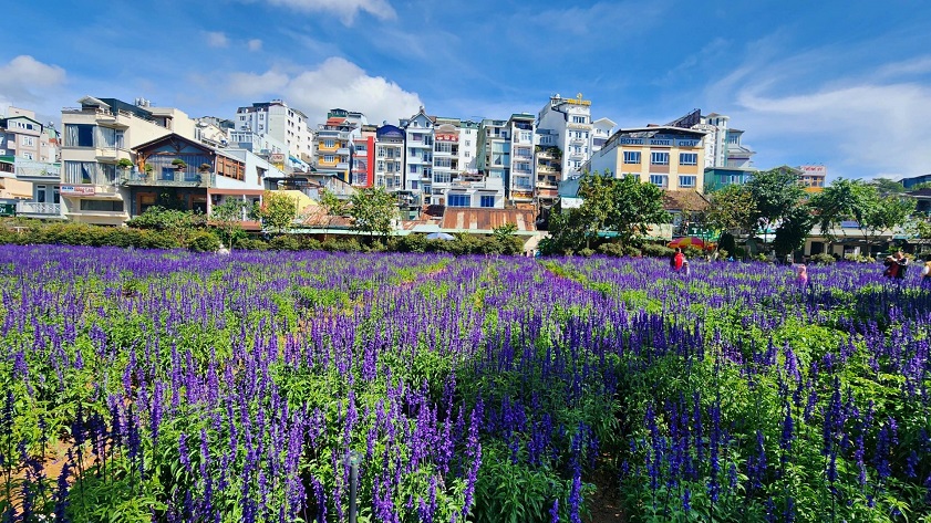 Da Lat weather in November enhances the beauty of seasonal blooms