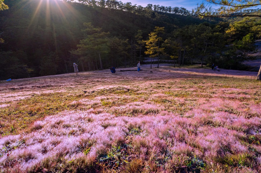 Da Lat’s weather in October is great for witnessing pink grass hills